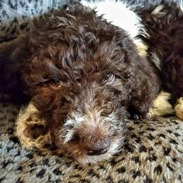 Australian Labradoodle and Poodle Puppies from Oodles of Doodles and some Poodles