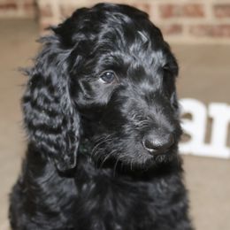 Midnight - Black male Goldendoodle puppy in Ovilla, Texas from Osgood Doodles