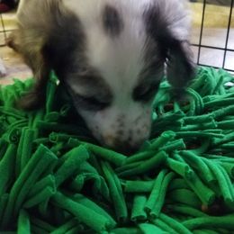 Companion Cross Puppies from Mandala Dogs