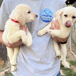 Labrador Retriever and Pembroke Welsh Corgi Puppies from Burress Family Farm and Kennels