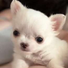 Chihuahua Puppies from Dreamy Divine Chihuahuas