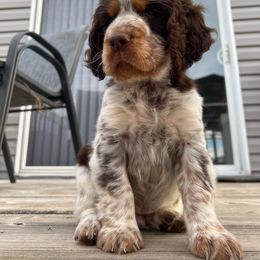 English Springer Spaniel Puppies from English Springer Spaniels at Lands Lodge