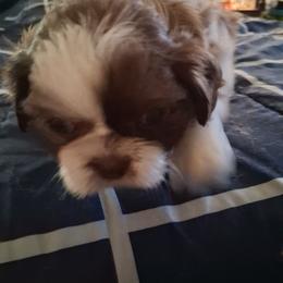 Stella - Gold and white female Shih Tzu puppy in Lake Worth, Florida from Shih Tzu Cottage