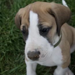 Great Dane Puppies from Cook’s Gentle Giants