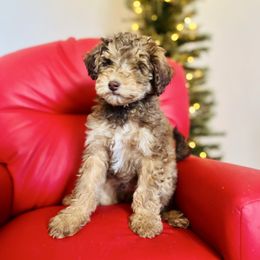 Greavard - Phantom male Goldendoodle puppy in Twin Falls, Idaho from Burrow & Bone