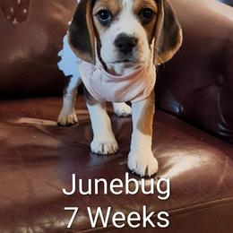 Junebug (Stevie) - Black tan and white female Beagle puppy in Jerome, Missouri from Beam's Beagles