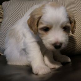 Bruno - male Golden Mountain Doodle puppy in Jim Falls, Wisconsin from Pup Paw-fection