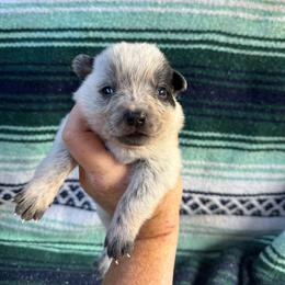 Boy 1 - Blue speckled male Australian Cattle Dog puppy in Cottage Grove, Oregon from Heirloom Ranch