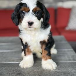 Betty - Tri-color female Bernedoodle puppy in Millersburg, Ohio from T Sanctum