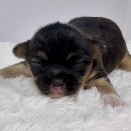 Jose' - Black and tan male Chihuahua puppy in Molino, Florida from Pensacola Chi Garden