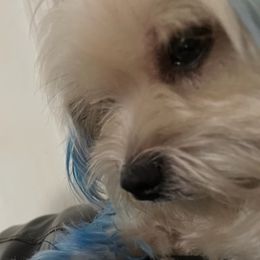 Shih Tzus from Teena breed