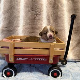 Diesel - White and red male Pembroke Welsh Corgi puppy in Ohio from Canal Corgis