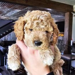 Doc - Apricot male Goldendoodle puppy in Forest, Ohio from Mini Doodle Buddies