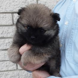 Rex (AKC) - Orange sable male Pomeranian puppy in Farmington Hills, Michigan from Jaime's Pomeranians