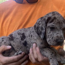 Great Danes from Massive Creations