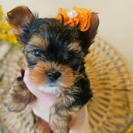 Twyla - Black and tan female Yorkshire Terrier puppy in Moses Lake, Washington from Harmony Hills Yorkies