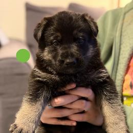 Gwyrdh Marghek-Neon Green - Black and tan male German Shepherd puppy in Medical Lake, Washington from Nine Realms German Shepherds