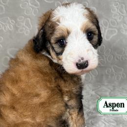 Aspen - Merle female Bernedoodle puppy in Milan, Indiana from Doodles & Spice