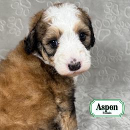 Aspen - Merle female Bernedoodle puppy in Milan, Indiana from Doodles & Spice