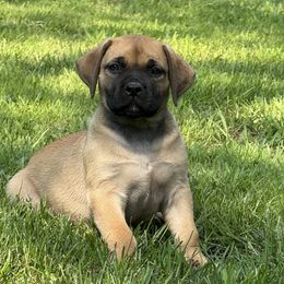Red Collar - Reddish brown female Boerboel puppy in Manitowoc, Wisconsin from Mae Boerboel