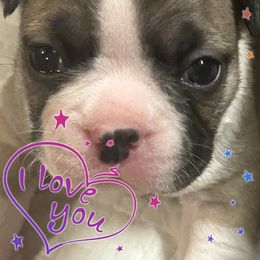London - Seal and white Boston Terrier puppy in Nottingham, New Hampshire from Brenda Wilber’s Bostons