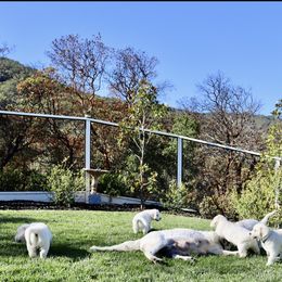 Golden Retriever Puppies from Huckaby’s English Golden Retrievers