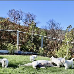 Golden Retriever Puppies from Huckaby’s English Golden Retrievers