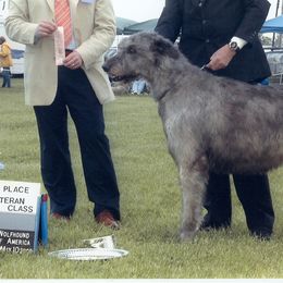 Irish Wolfhounds from Cu Caiseal Irish Wolfhounds