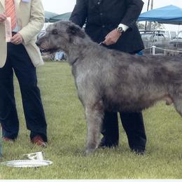 Irish Wolfhounds from Cu Caiseal Irish Wolfhounds