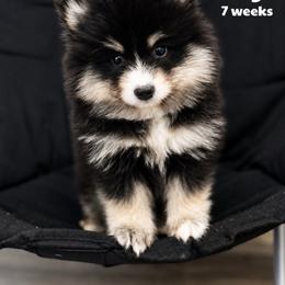 Inigo - Tri-color male Pomsky puppy in Winston, Oregon from Arctic Tails Spitz