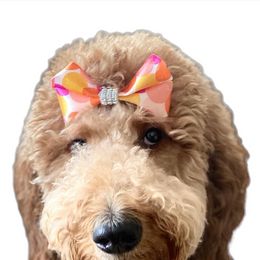 Goldendoodles from Just Tails Doodle