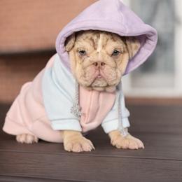 Bonnie - Black tri-color female Bulldog puppy in Fort Oglethorpe, Georgia from Jhuntfrenchies