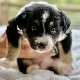 Ace - Tri-color male Border Collie puppy in East Ellijay, Georgia from Nine Peaks Border Collies