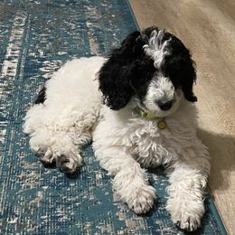 Zulu - Poodle