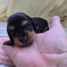 Hollywood - Black and tan male Dachshund puppy in Willcox, Arizona from Tootsie's Tiny Toes