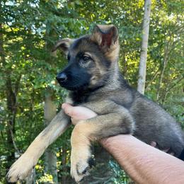 Girl 2 - Sable female German Shepherd puppy in Lucasville, Ohio from Trusting Hearts Kennel