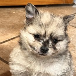 Girl 1 - Chocolate merle Pomeranian puppy in Harrison, Michigan from Rashell's Puppies