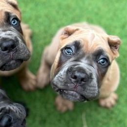 Cane Corso from Difesa Cane Corso