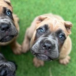 Cane Corso from Difesa Cane Corso