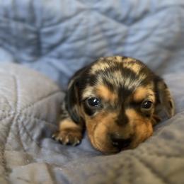 Bandit Girl - Dapple female Dachshund puppy in Guthrie, Oklahoma from Kingdom Mini Dashchunds