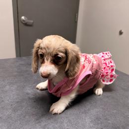 Minnie - Dapple female Dachshund puppy in Magnolia, Texas from Carrie’s Countryside Dachshunds