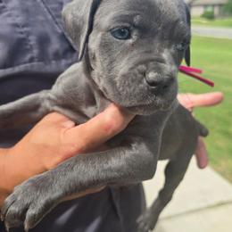 Pink collar female - Gray female Cane Corso puppy in Granbury, Texas from La Muerte Corso Kennel