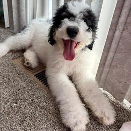 Blitzen - parti phantom boy - Black and white male Bernedoodle puppy in Lookout, California from Remington Kennels, LLC