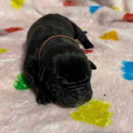 Brown Collar M - Black male Cane Corso puppy in Paris, Texas from Knucklehead Cane Corso