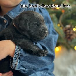Daisy - Black female Labrador Retriever puppy in Owosso, Michigan from Bennington Retrievers