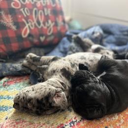 Great Dane Puppies from Split Rock Danes
