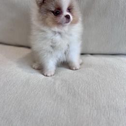 Saki - Lavender male Pomeranian puppy in Canandaigua, New York from Fingerlakes Pomeranians