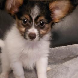 Puppy 2 - White black and tan male Papillon puppy in Harrisburg, Illinois from Joy Furey Pixy Puff Papillons
