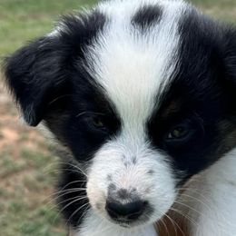 Australian Shepherds from SSS Aussies
