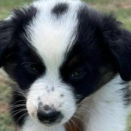 Australian Shepherds from SSS Aussies